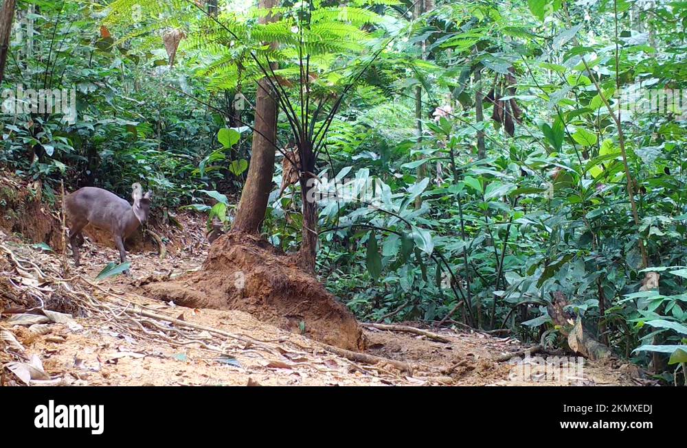 Gray Brocket deer in the amazon rainforest Stock Video Footage Alamy