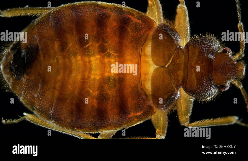 Bed bug microscope Stock Videos & Footage HD and 4K Video Clips Alamy