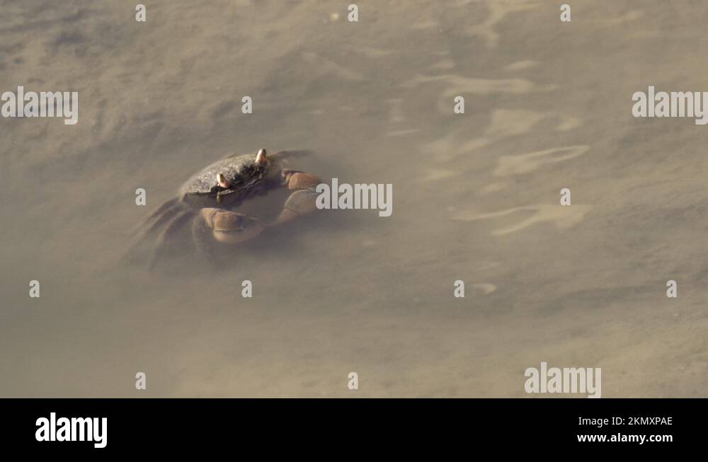 Lone neohelice granulata crab crawls in muddy shallow water Stock Video ...