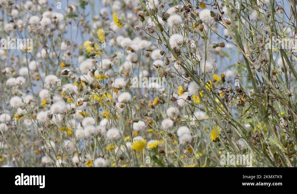 Weeds that are common Stock Videos & Footage - HD and 4K Video Clips ...