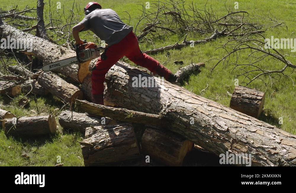 Stihl tool for cutting trees Stock Videos & Footage HD and 4K Video