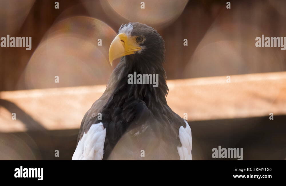 Bald Eagle Predator Stock Videos Footage Hd And 4k Video Clips Alamy