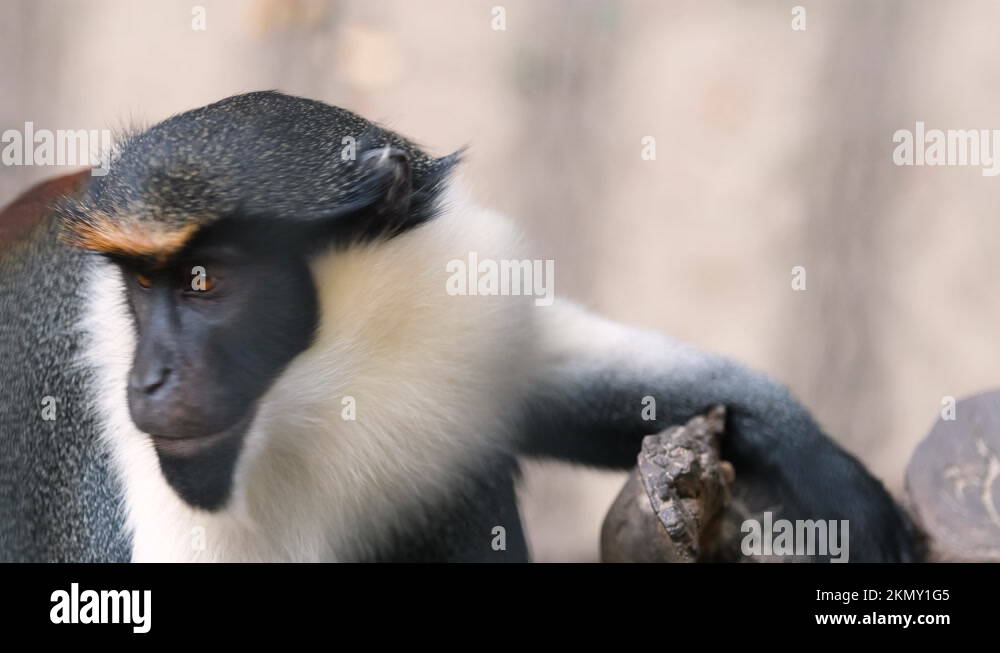 Zoo animal fauna Stock Videos & Footage - HD and 4K Video Clips - Alamy