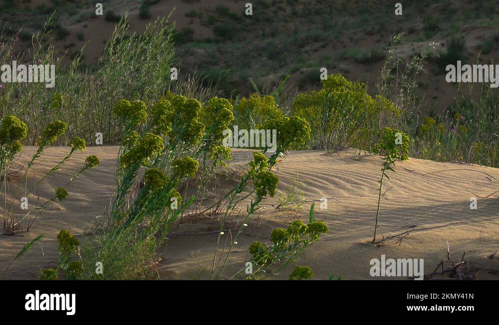 Plant growing in desert sand Stock Videos & Footage - HD and 4K Video ...