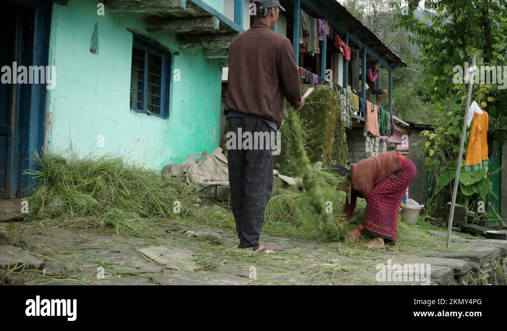Villagers in Uttarakhand store grass for their cattle to feed them