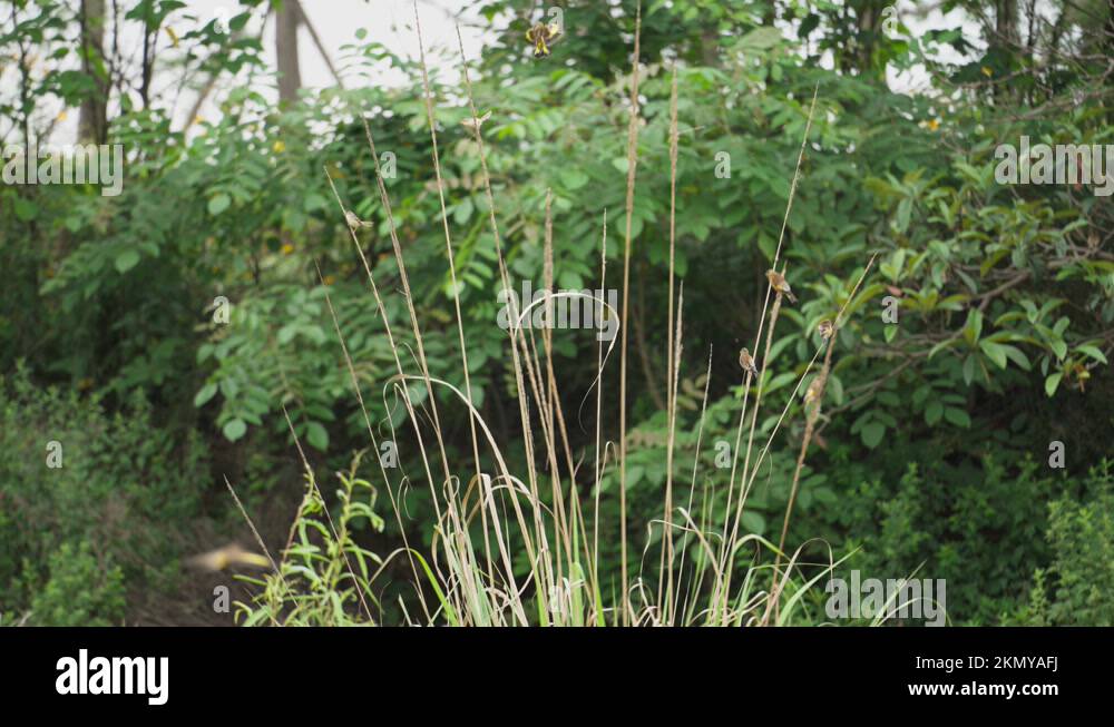 Reed pole Stock Videos & Footage - HD and 4K Video Clips - Alamy