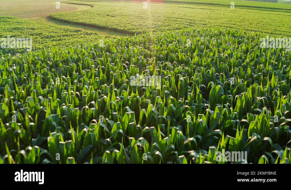 Soy bean farm usa Stock Videos & Footage HD and 4K Video Clips Alamy
