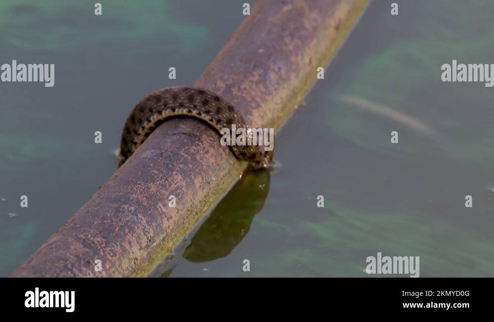 A water snake captures a goldfish! Stock Video Footage Alamy
