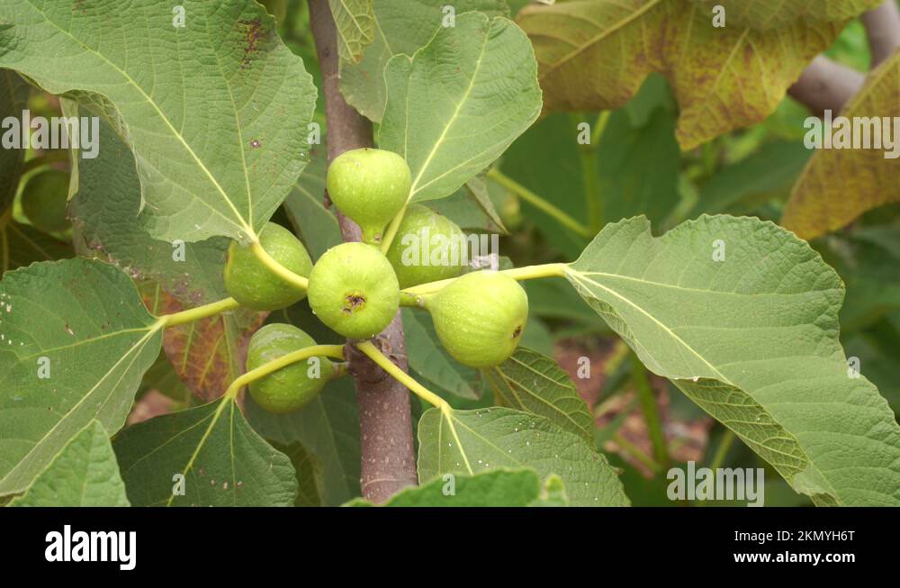 Figs of india Stock Videos & Footage HD and 4K Video Clips Alamy