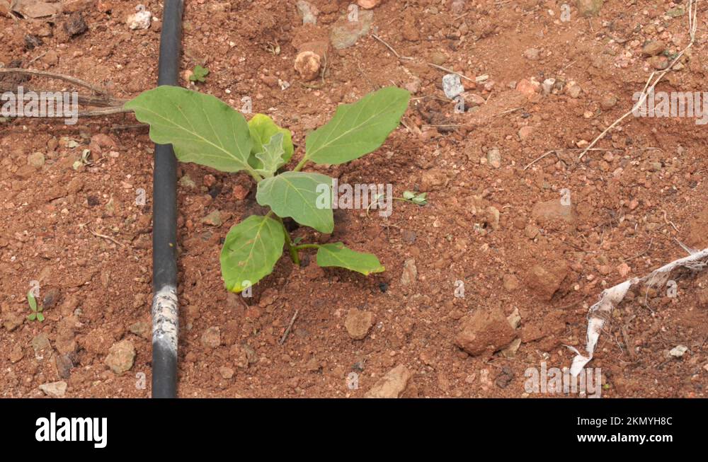 Clay soil garden Stock Videos & Footage HD and 4K Video Clips Alamy