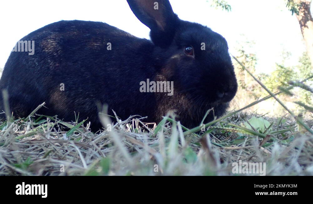 Black rabbit Stock Videos & Footage - HD and 4K Video Clips - Alamy