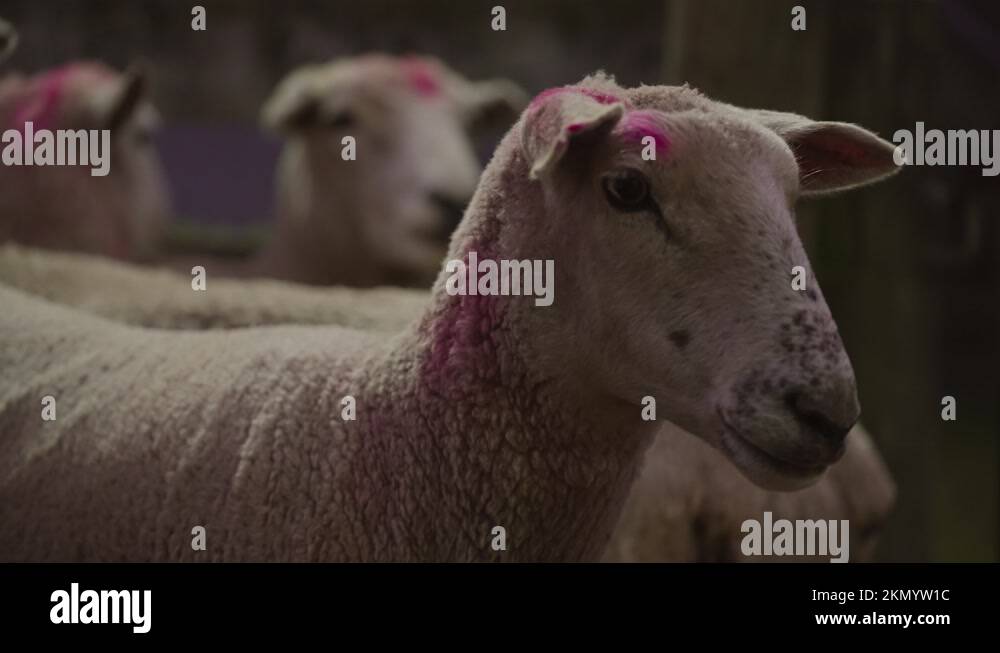 Paint on sheep Stock Videos & Footage HD and 4K Video Clips Alamy