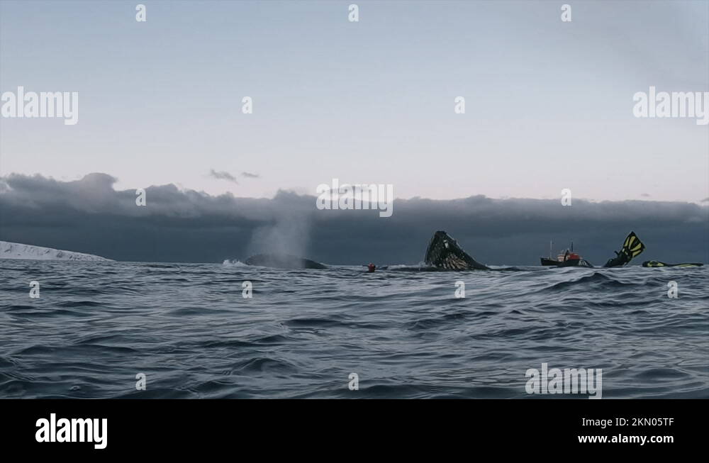 Humpback whale open mouth Stock Videos & Footage - HD and 4K Video