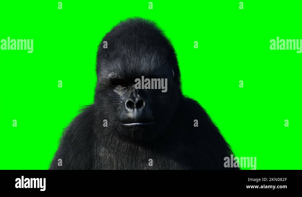 Funny gorilla. Realistic fur. Green screen animation Stock Video