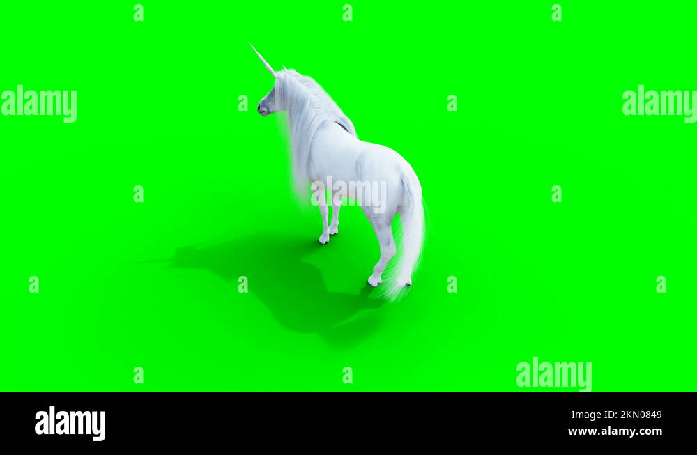 standing white magical unicorn. Green screen realistic animation Stock