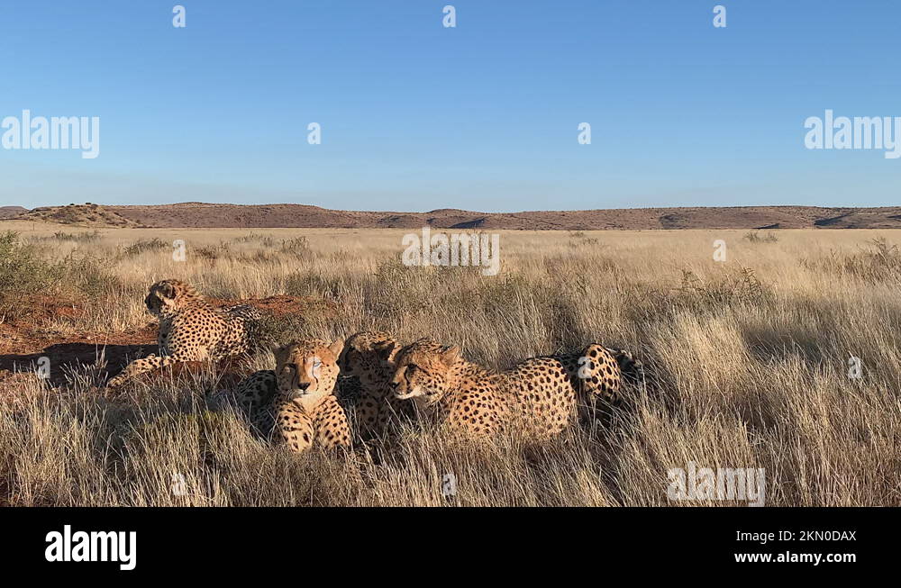 Cheetahs on savanna Stock Videos & Footage Biology Diagrams