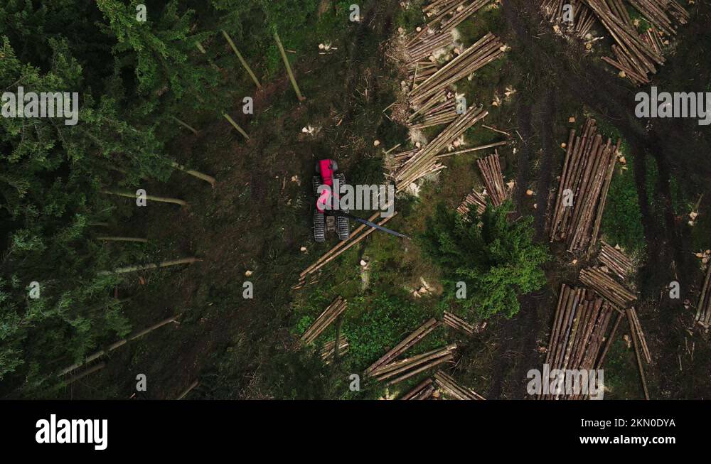 Top down view of forestry tree harvester in woodland on clearing