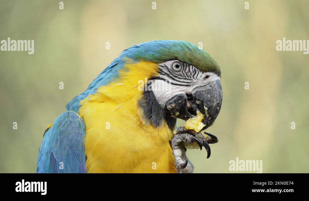 Amazon blue bird of paradise Stock Videos & Footage - HD and 4K Video