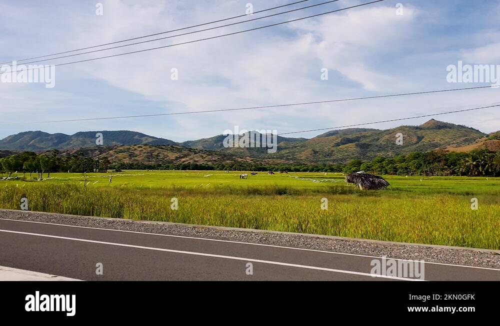 Tropical islands rice paddies Stock Videos & Footage - HD and 4K Video ...