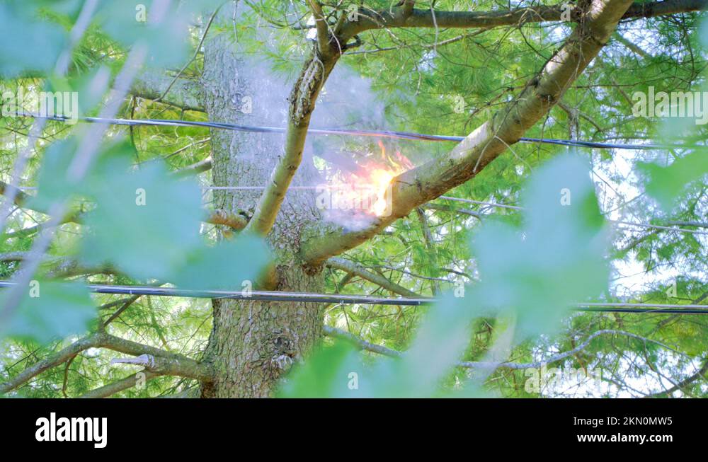 Electrical Arcing. Fire Burning A Tree Branch Caused By Faulty Electric