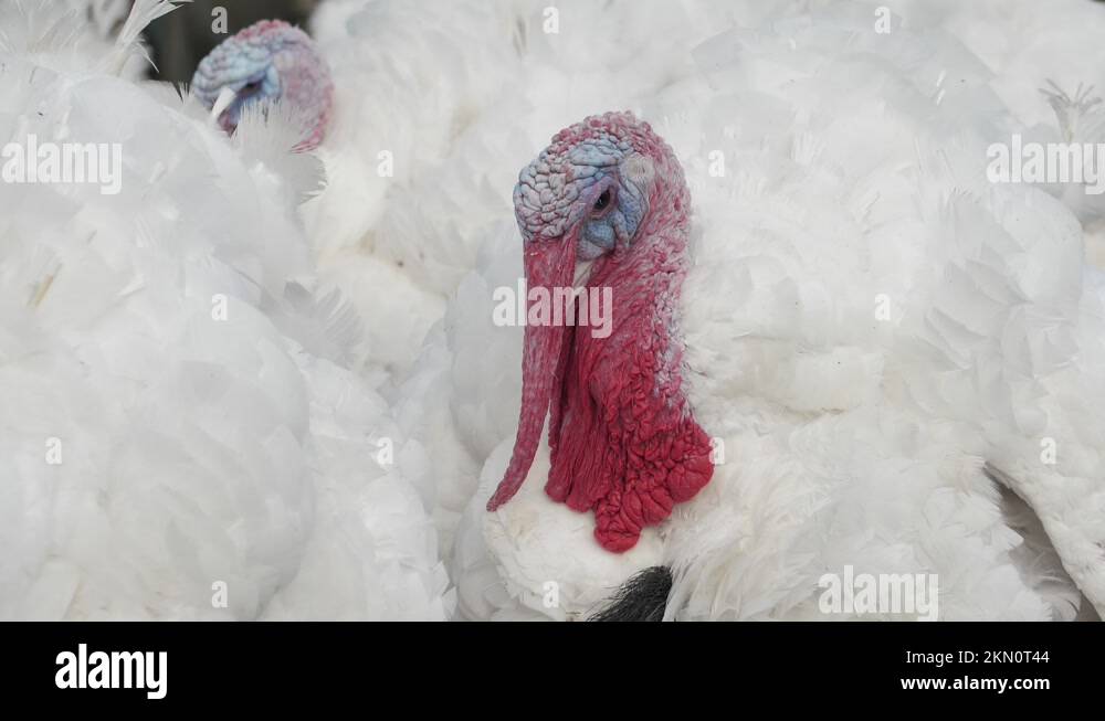 Poultry farm broiler turkey breeding. Poultry farm for broiler turkeys. Closeup Stock Video