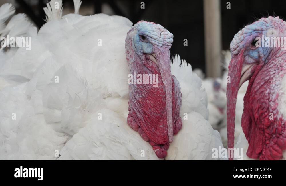 Poultry farm broiler turkey breeding. Poultry farm for broiler turkeys. Closeup Stock Video