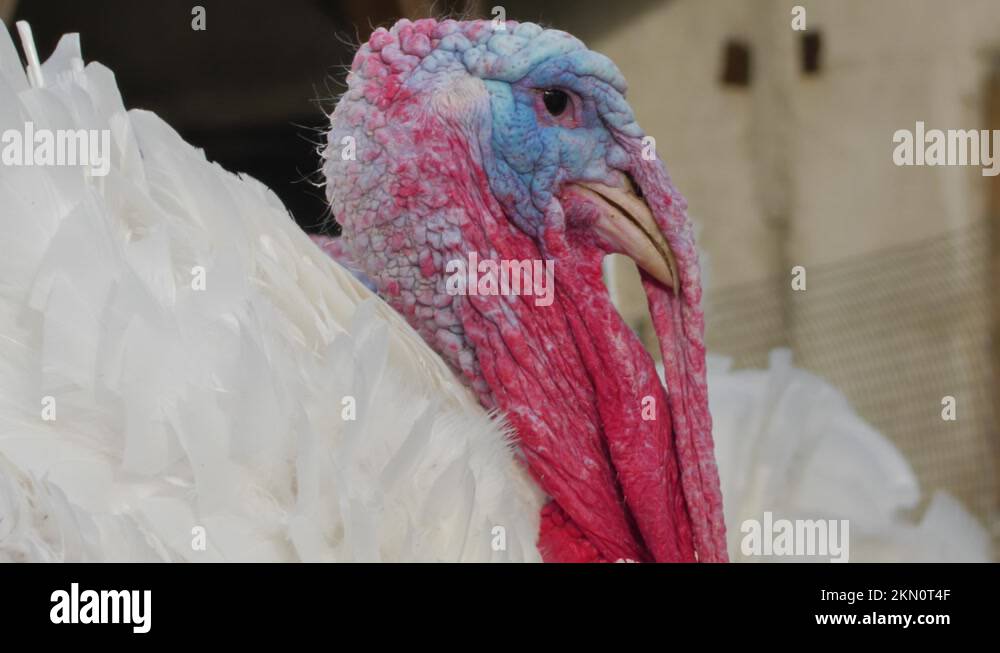 Poultry farm broiler turkey breeding. Poultry farm for broiler turkeys. Closeup Stock Video