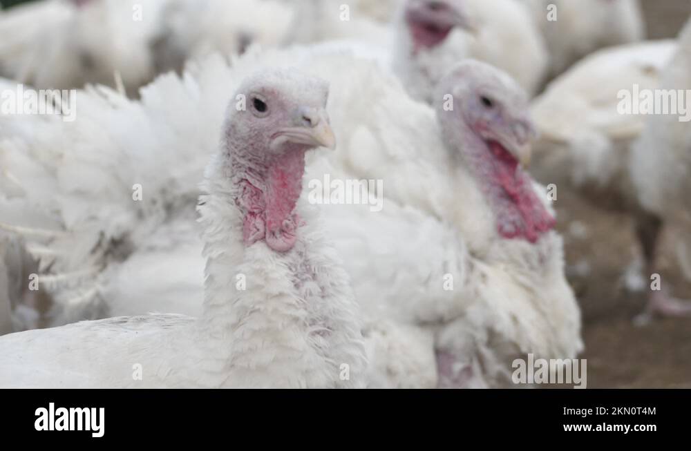Poultry farm broiler turkey breeding. Poultry farm for broiler turkeys. Closeup Stock Video