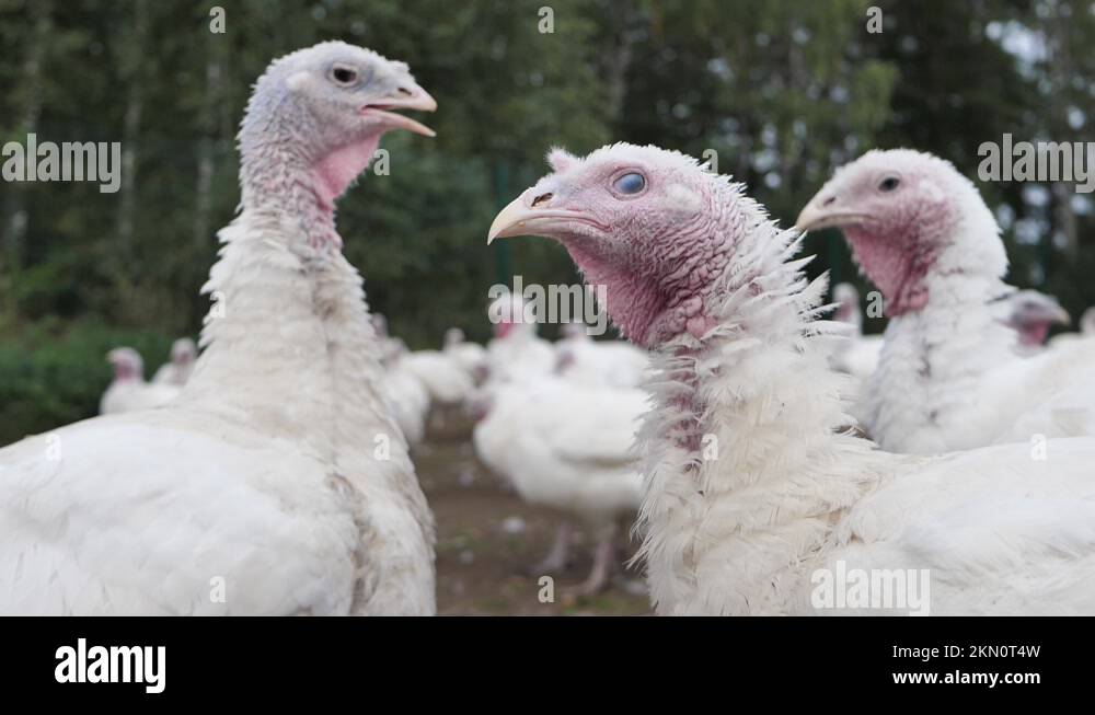 Poultry farm broiler turkey breeding. Poultry farm for broiler turkeys. Closeup Stock Video