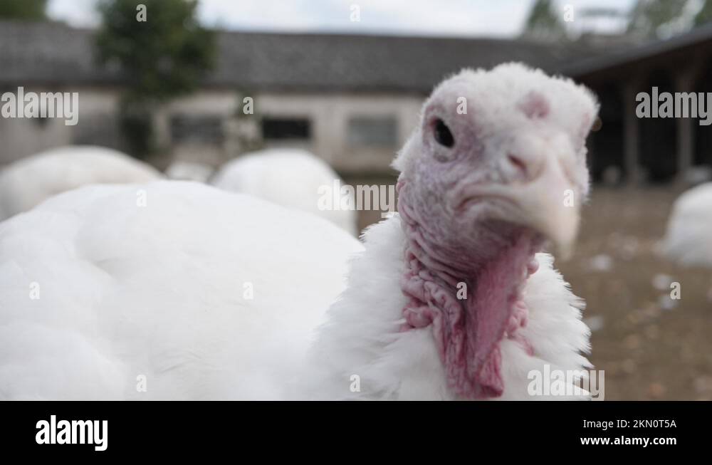 Poultry farm broiler turkey breeding. Poultry farm for broiler turkeys. Closeup Stock Video