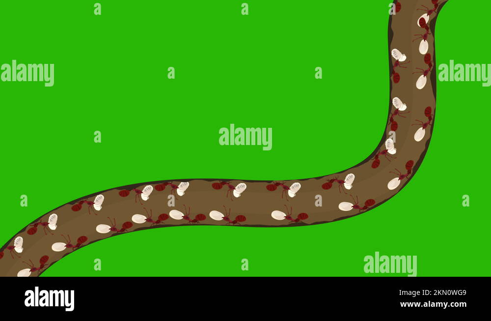 Underground animal tunnel Stock Videos & Footage HD and 4K Video