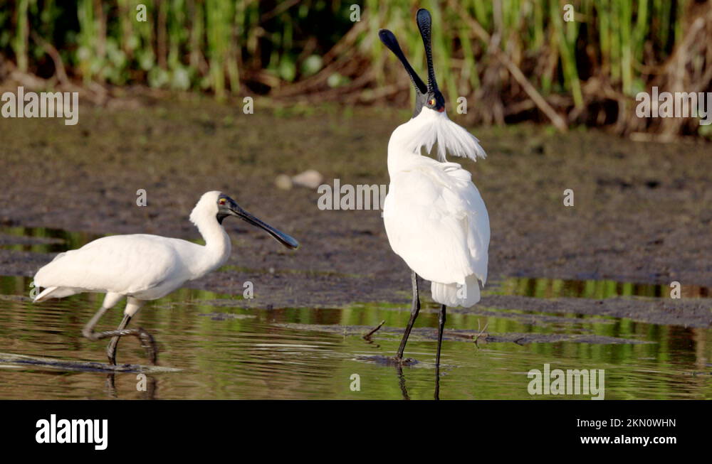 Royal spoonbill crest Stock Videos & Footage - HD and 4K Video Clips ...