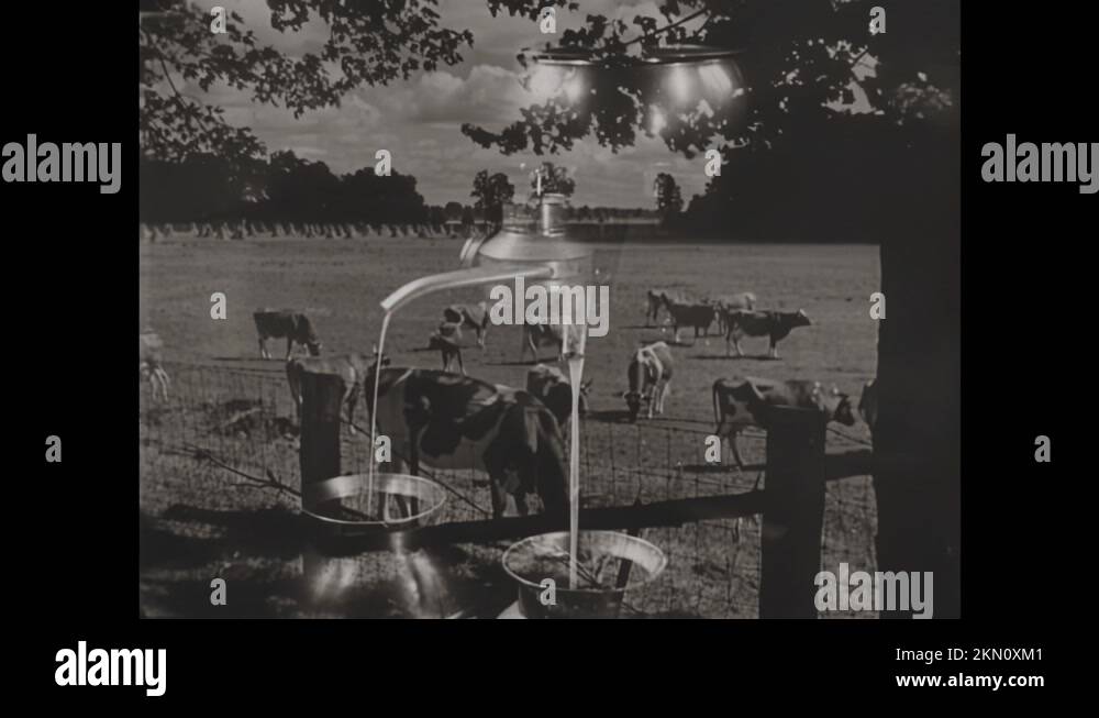 Cream skimming Stock Videos & Footage HD and 4K Video Clips Alamy