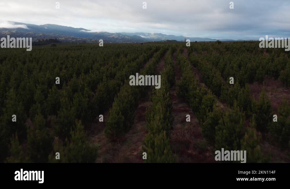 Sustainable logging Stock Videos & Footage - HD and 4K Video Clips - Alamy