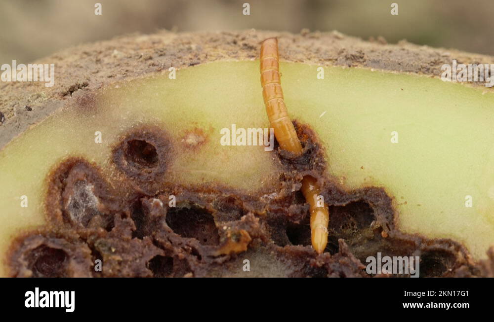 Wireworm on heavily damaged potato. Potato full of holes and black