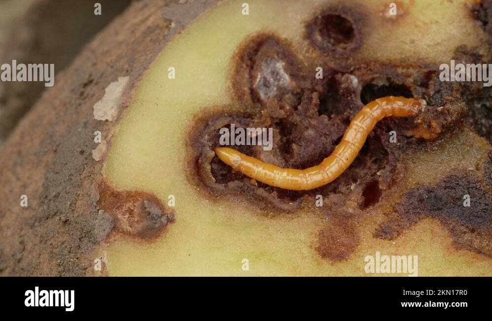 Wireworm on heavily damaged potato. Potato full of holes and black