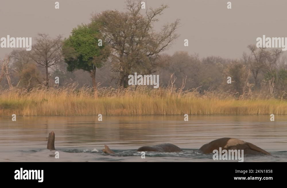 Two male African elephants swim, heads under water, trunks sticking out