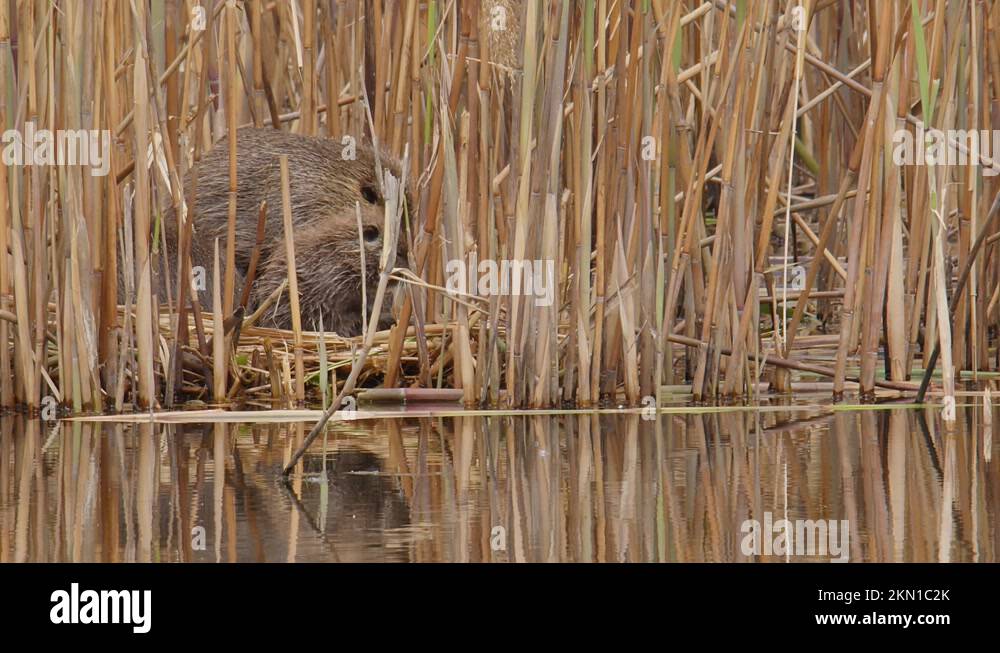 Nutria Eating Reeds Coypu, aka Nutria, parent and youngster sit on their nest in a reed bed ...