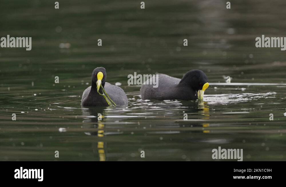 Couple cute Redgartered Coots eating underwater plant of lake in Stock