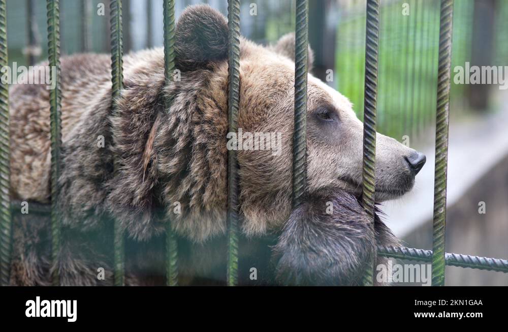 Bear in a cage, animal in the zoo. Keeping bears in the aviary Stock Video Footage Alamy
