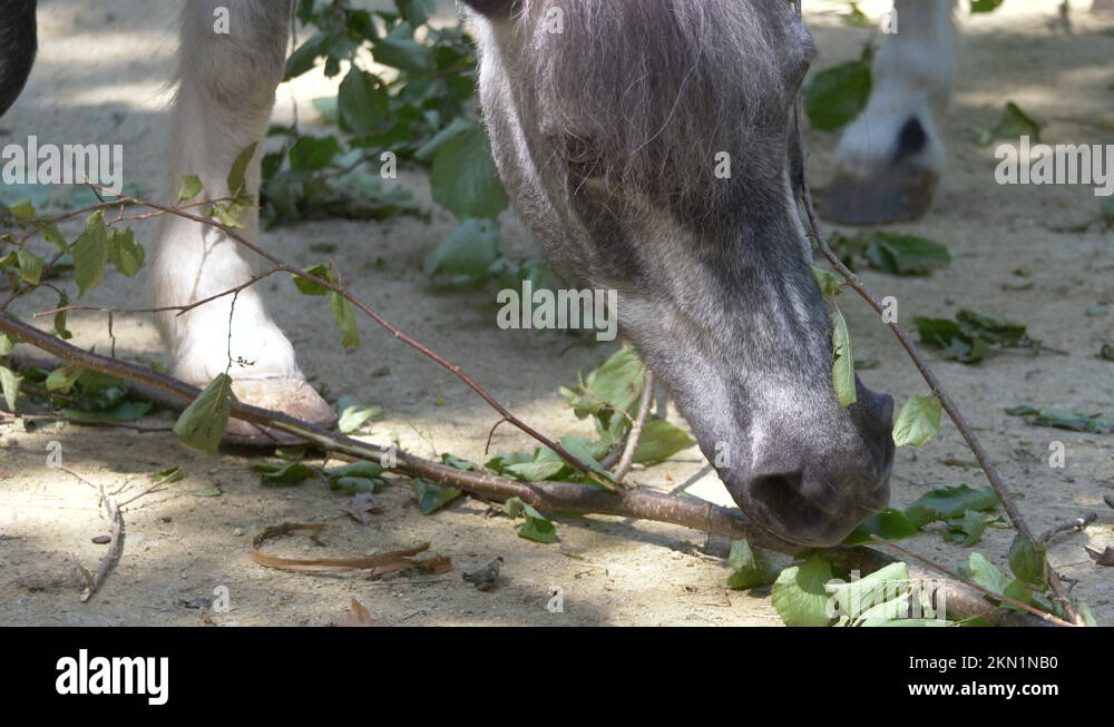 Horse eating leaves Stock Videos & Footage HD and 4K Video Clips Alamy