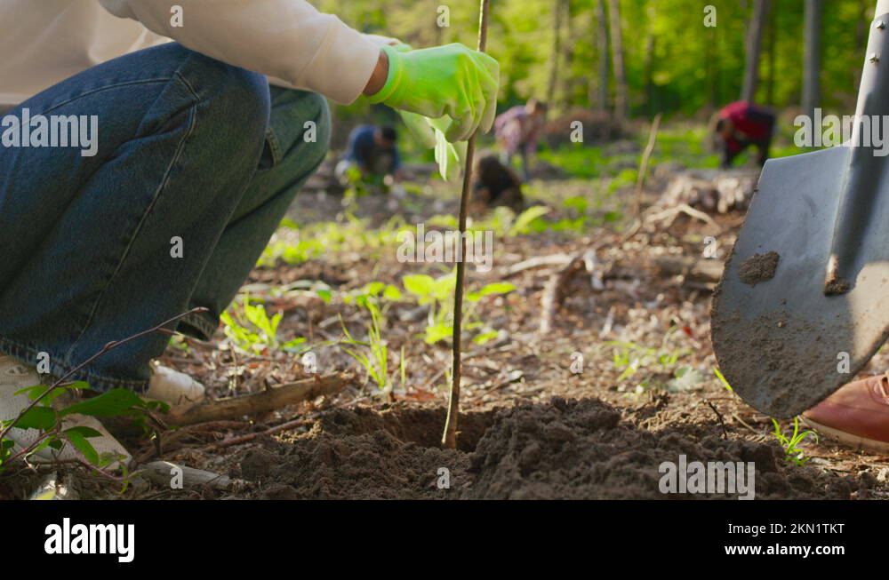 Man woman planting trees Stock Videos & Footage - HD and 4K Video Clips ...
