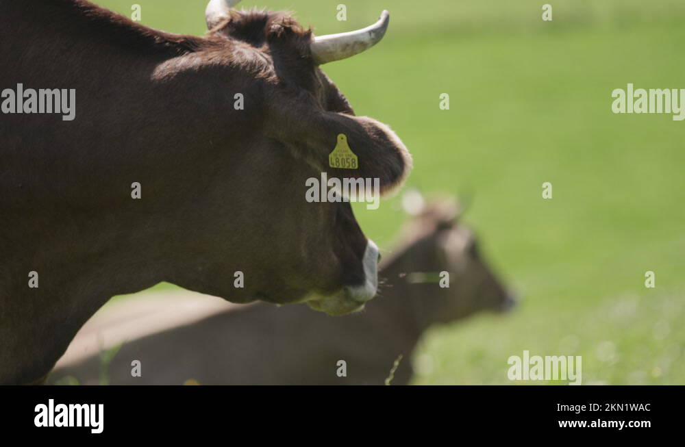 Ear horns Stock Videos & Footage HD and 4K Video Clips Alamy