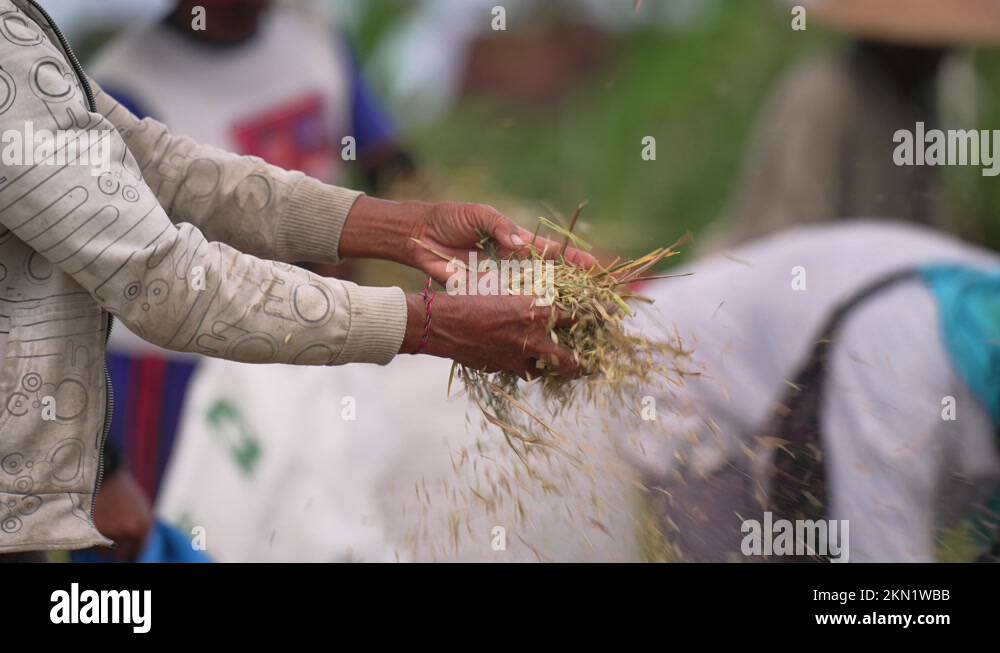 Balinese woman sorting rice Balinese Rice Field Harvesting Rice Stock ...