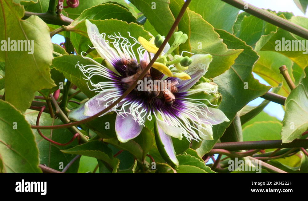 Passion fruit pollination Stock Videos & Footage HD and 4K Video