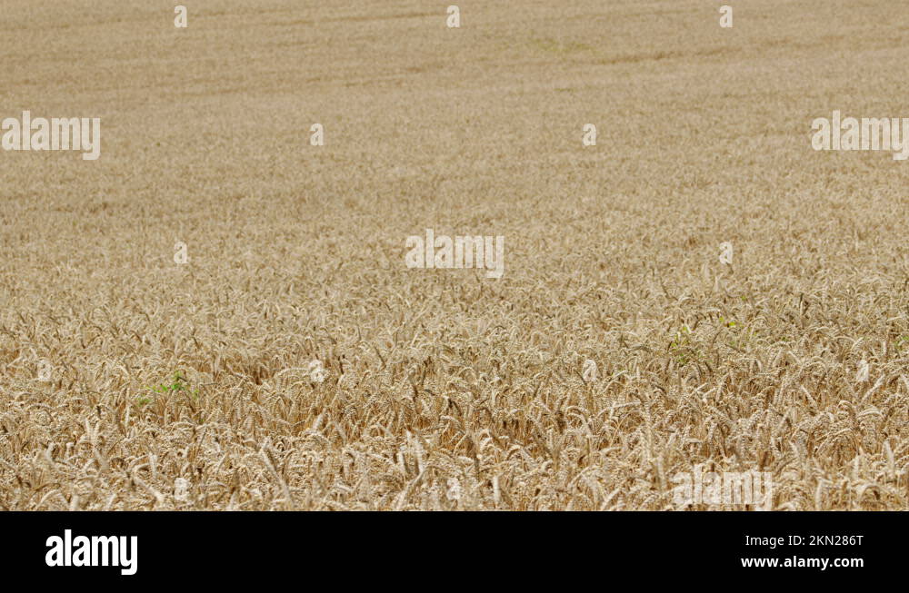Cereal industry Stock Videos & Footage HD and 4K Video Clips Alamy