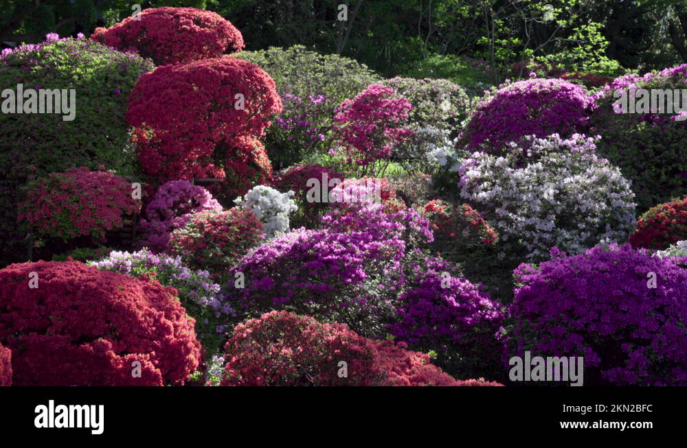Tsutsujitemple Stock Videos & Footage HD and 4K Video Clips Alamy