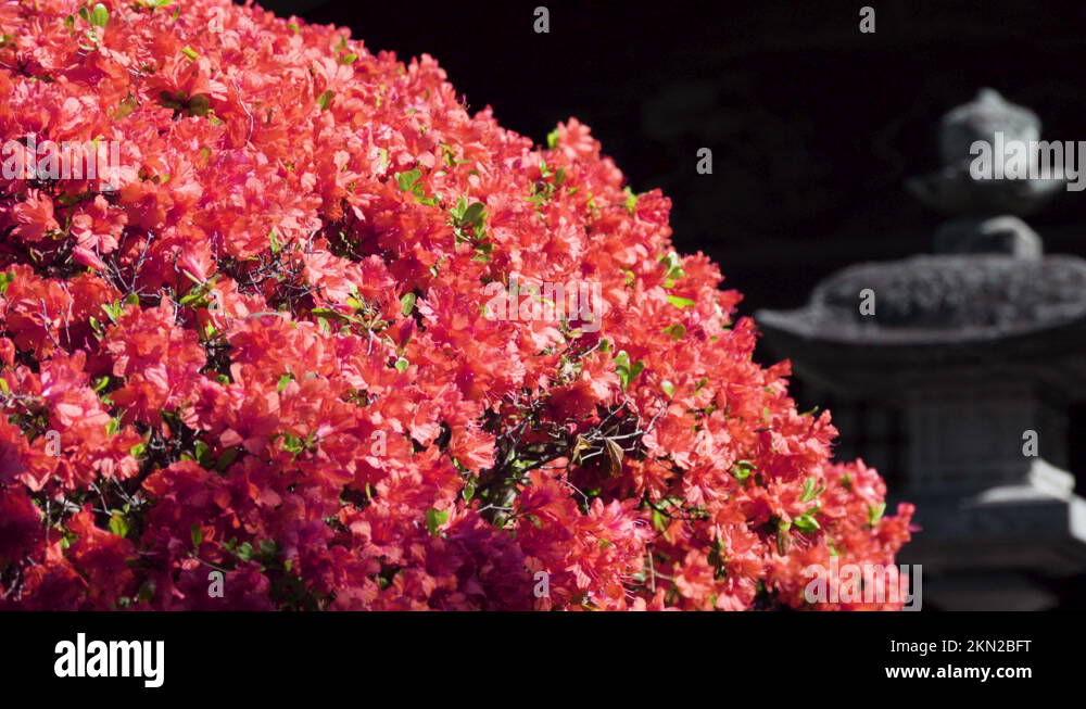 Azaleatemple Stock Videos & Footage HD and 4K Video Clips Alamy