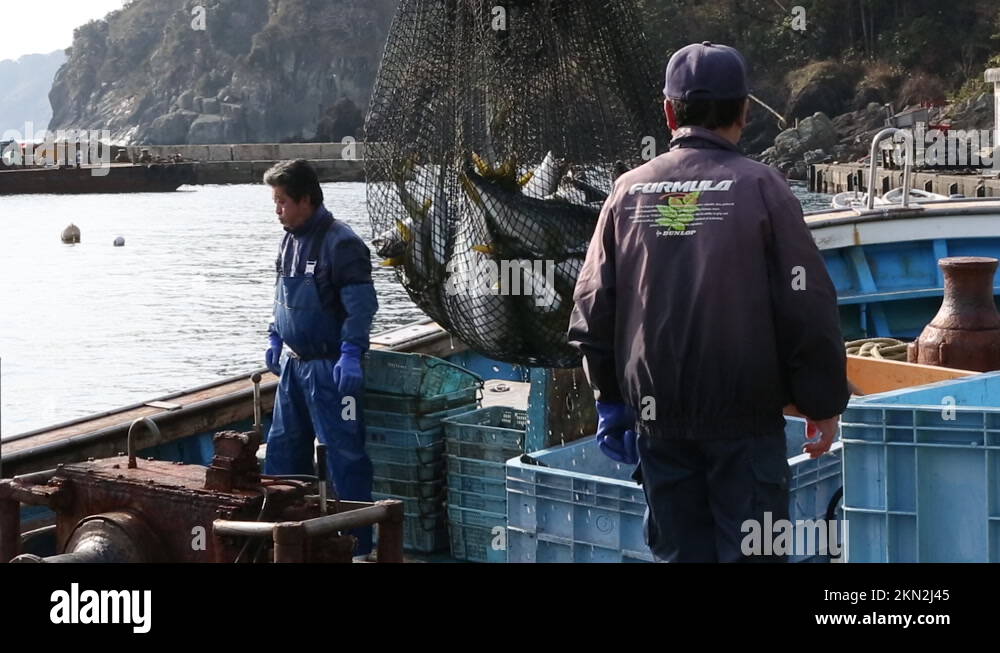 Buri fish Stock Videos & Footage - HD and 4K Video Clips - Alamy