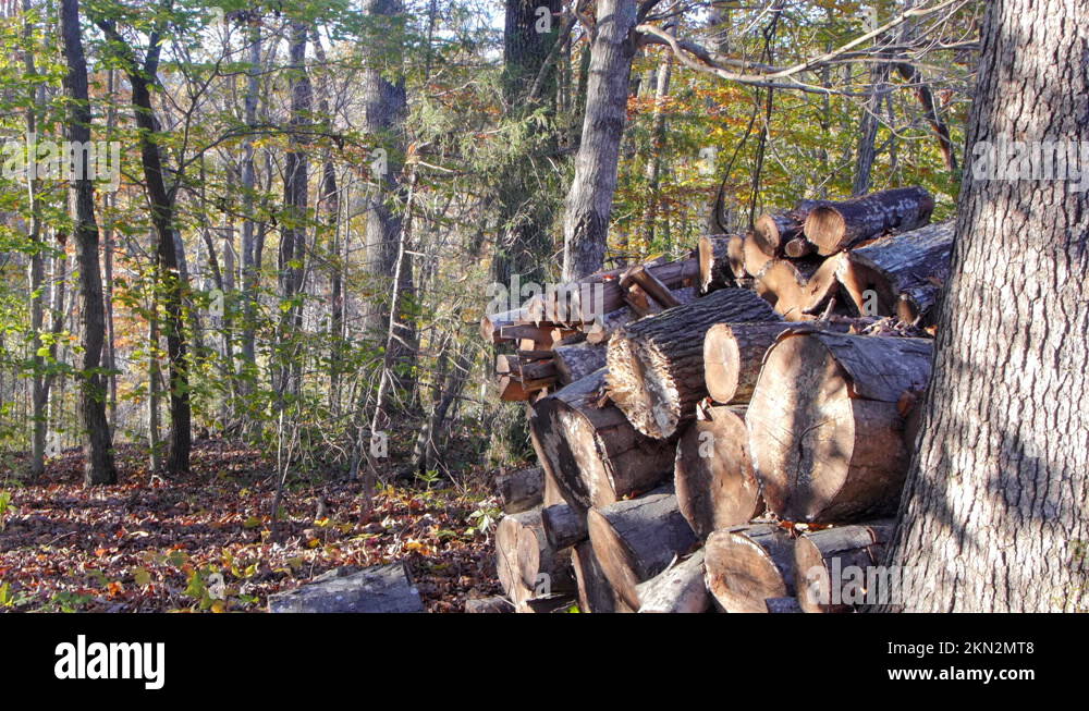 Woodpile in forest stacked tree Stock Videos & Footage - HD and 4K ...